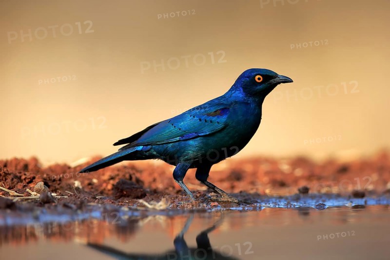 Red-shouldered Glossy Starling (Lamprotornis nitens), adult, at the water, alert, Kruger National Park, Kruger National Park, Kruger National Park South Africa