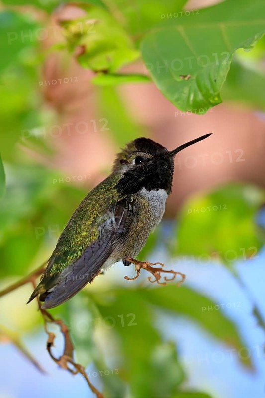 Costacolibri, (Calypte costae), adult, male, in perch, Sonora Desert, Arizona, North America, USA, North America