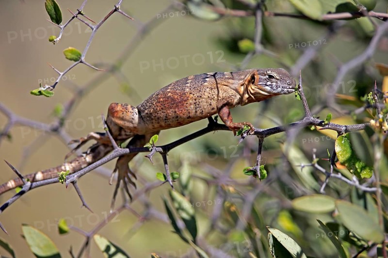 Eastern Mexican Black Iguana, (Ctenosaura acanthura), adult, on tree, foraging, Sonoran Desert, Arizona, North America, USA, North America