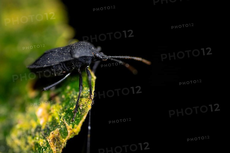 Black true bug (Heteroptera) sitting on a leaf at night in the tropical rainforest, Refugio Nacional de Vida Silvestre Mixto Bosque Alegre, Alajuela province, Costa Rica, Central America