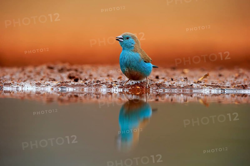 Blue waxbill (Uraeginthus angolensis), Angola butterfly finch, adult, at the water, Kruger National Park, Kruger National Park, Krugerpark, South Africa, Africa