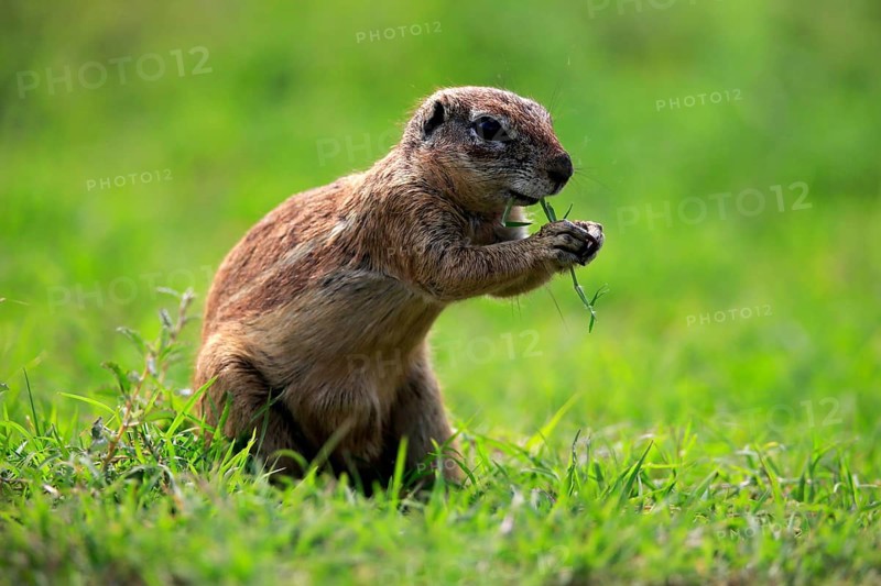Cape ground squirrel (Xerus inauris), adult, alert, standing upright, feeding, Mountain Zebra National Park, Eastern Cape, South Africa, Africa