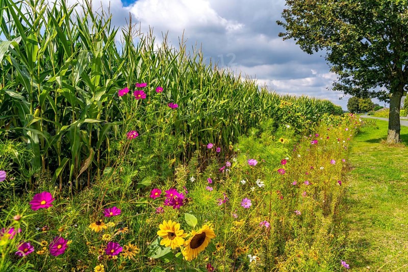Flower strips on a maize field, the various flowers and plants not only beautify the landscape, they are also intended to provide bees and other insects with a diverse range of flowers for pollination and biological pest control, near Straelen, North Rhine-Westphalia, Germany, Europe
