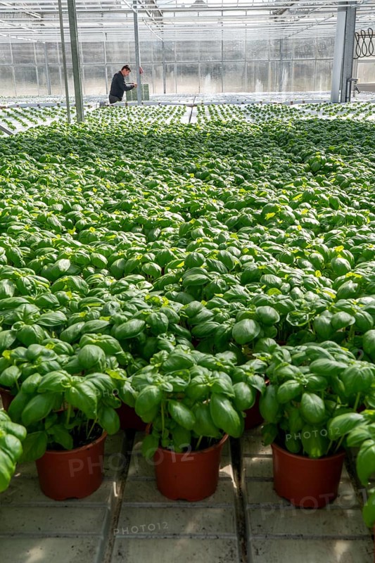 Agriculture, herb gardening, basil plants in pots, in a greenhouse