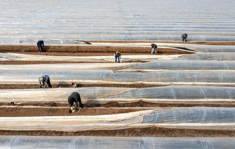 Asparagus harvest in the Rhineland, asparagus pickers at work in an asparagus field covered with plastic sheeting to allow the asparagus to grow better in the cold spring, Dormagen-Broich, North Rhine-Westphalia, Germany, Europe