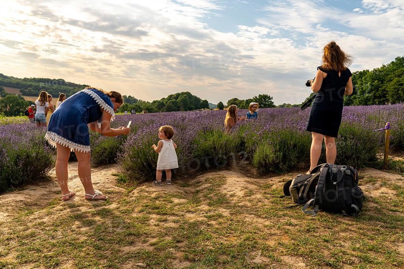 Lavender fields in East Westphalia Lippe, OWL, near the village of Fromhausen, near Detmold, the company Taoasis has been planting organic lavender since 2017 for the production of fragrances, the fields attract many thousands of visitors in summer, North Rhine-Westphalia, Germany, Europe