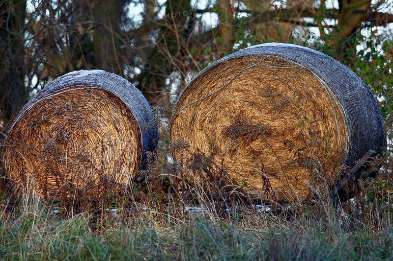 Hay bales on the banks of the Mulde, Middle Elbe Biosphere Reserve, Dessau-Roßlau, Saxony-Anhalt, Germany, Europe
