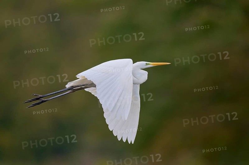 Great egret (Ardea alba) in flight, Lower Saxony, Germany, Europe