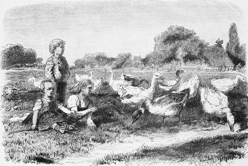 Goose pasture, Mecklenburg-Western Pomerania, Germany, geese, pasture, children, herding, farmhouse, thatched roof, ditch, drinking, historical illustration 1880, Europe