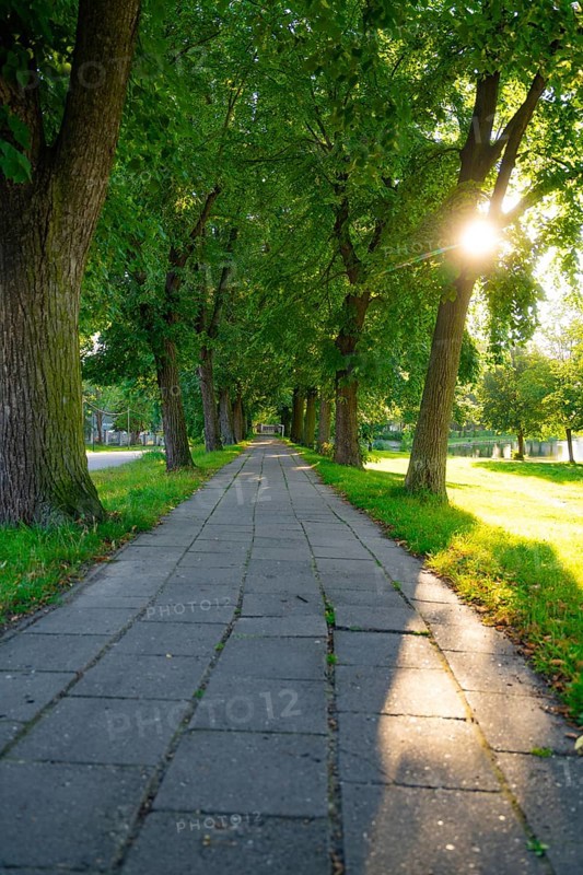 Elongated path with cobblestones, flanked by tall trees and illuminated by the setting sun, Allstedt, Harz, Germany, Europe