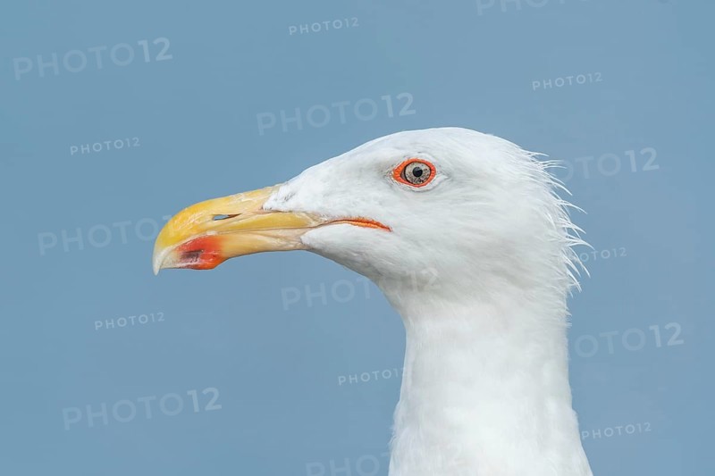Portrait of a herring gull (Larus argentatus) in the cliffs of the Atlantic Ocean. Camaret, Crozon, Finistere, Brittany, France, Europe