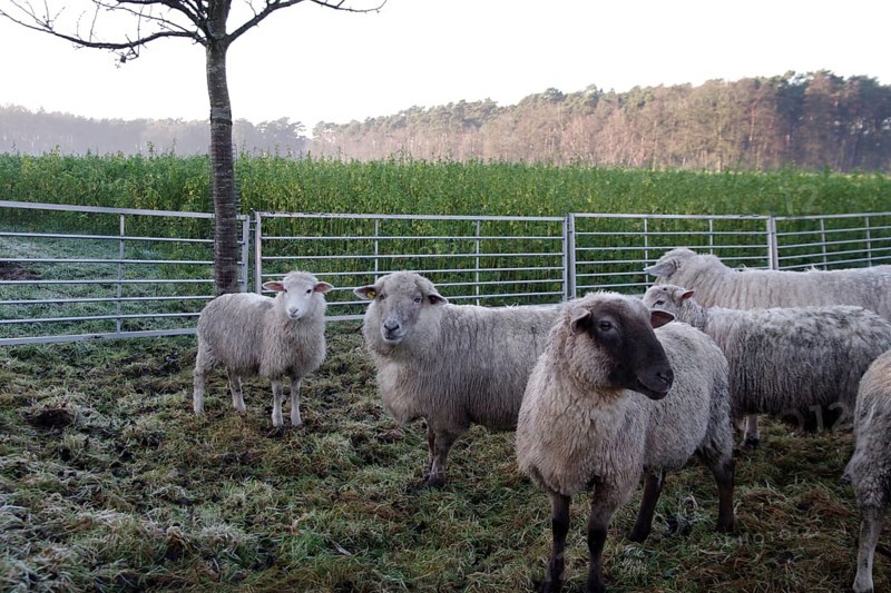 Sheep (Ovis gmelini aries), cattle, fence, winter, Germany, Various domestic sheep are standing outside on the fenced meadow, Europe