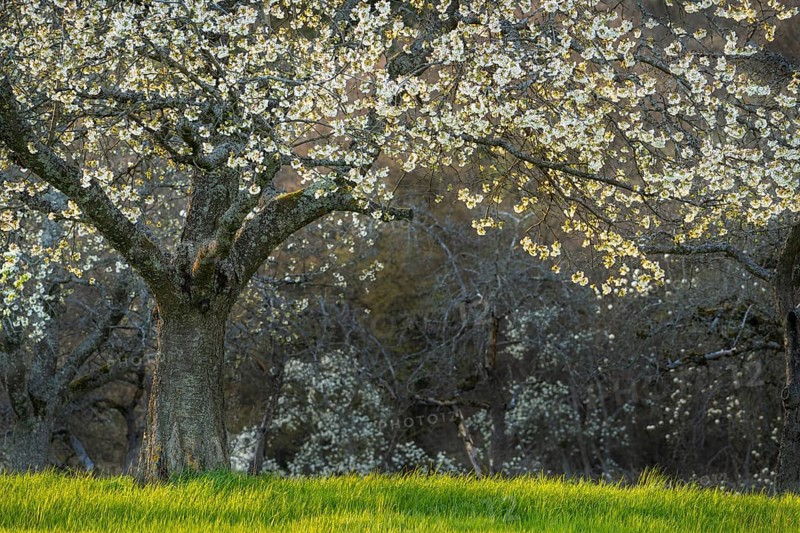 A white blossoming fruit tree in a meadow in spring, other trees in the background. Sunshine, evening light, no sky. Small Odenwald, Rhine-Neckar district, Baden-Württemberg, Germany, Europe