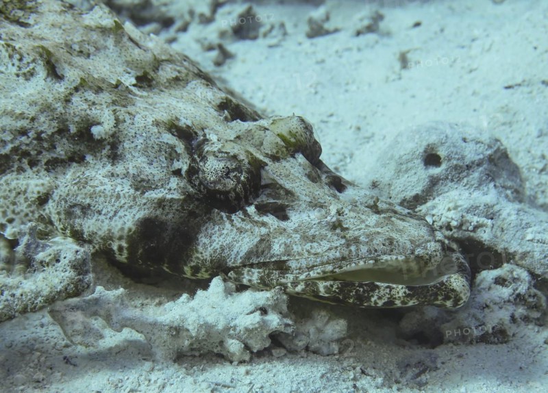 Crocodile fish (Papilloculiceps longiceps), underwater photo, dive site reef Bluff Point, Red Sea, Egypt, Africa