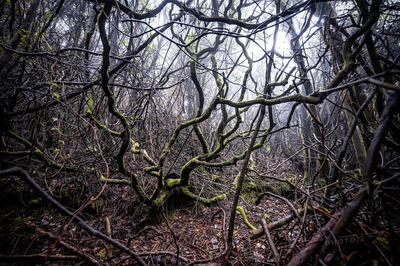 Dense branches in foggy rainforest, Poás National Park, central highlands, Alajuela province, Costa Rica, Central America
