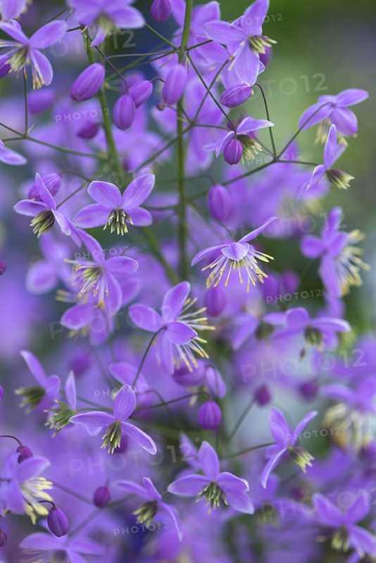 Chinese meadow rue (Thalictrum delavayi), Mecklenburg-Western Pomerania, Germany, Europe