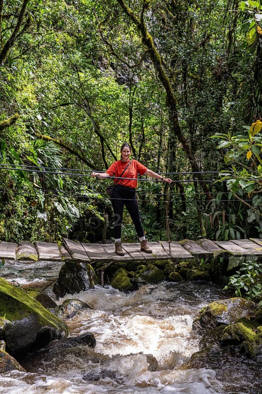 Young woman walking on suspension bridge along the Cocora Valley hiking trail, Cocora Valley, Salento, Quindio, Colombia, South America