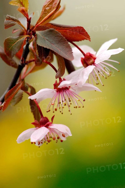 Cherry plum (Prunus cerasifera) Plum blossoms, purple-leaf plum