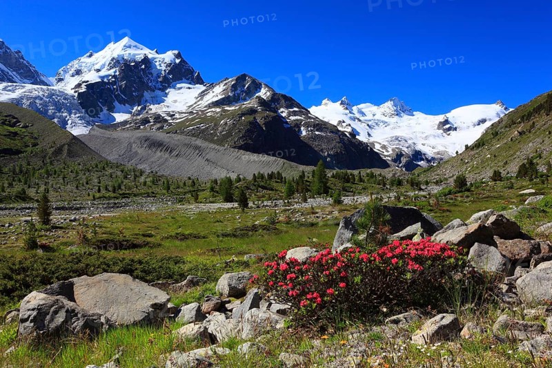 Rusty-leaved alpenrose ( Rhododendron ferrugineum) Roseg Valley, Grisons, Upper Engadine, Switzerland, Europe