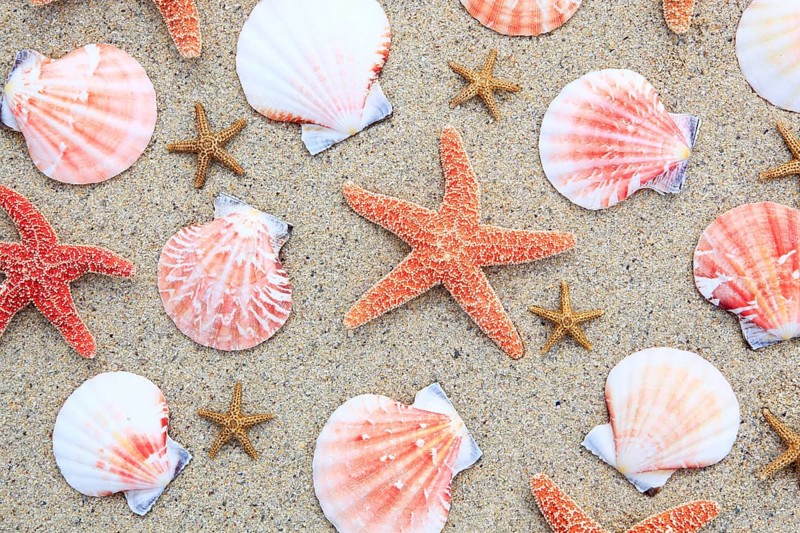 Starfish and mussels, mussel shells