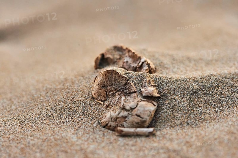 Old wood lying on the beach covered with sand, "Platja del Fangar", coast, nature reserve, ebro delta, Catalonia, Spain, Europe