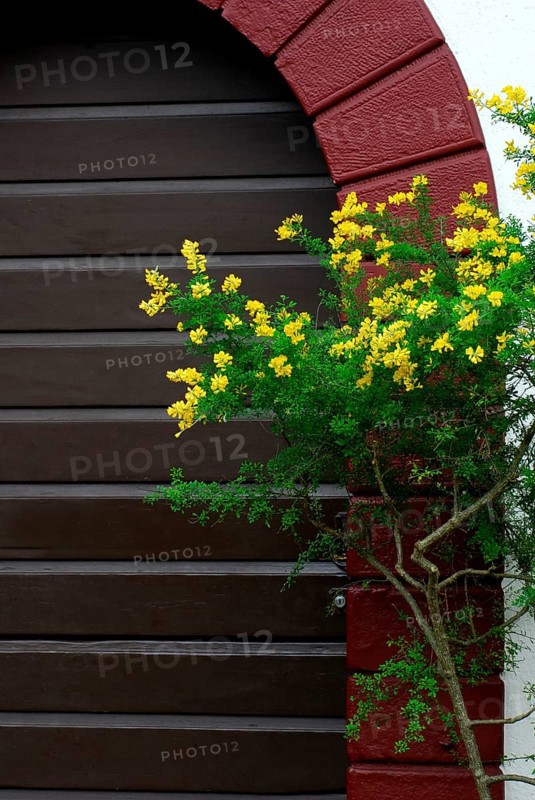 Canary Goat Clover , Canary Genista canariensis (Cytisus canariensis) (Genista canariensis)