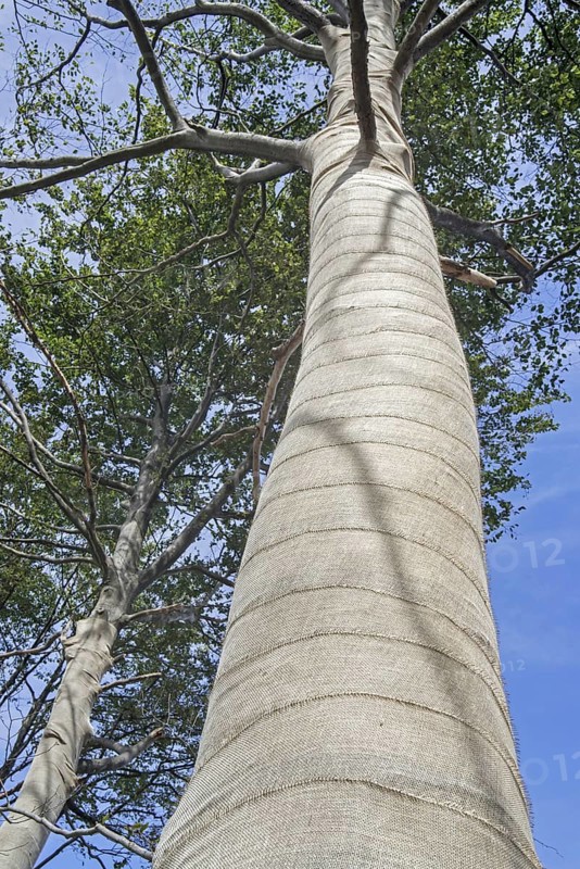 Exposed beech trees (Fagus sylvatica) tree trunks wrapped in burlap, jute as protection for bark against sunburn and frost