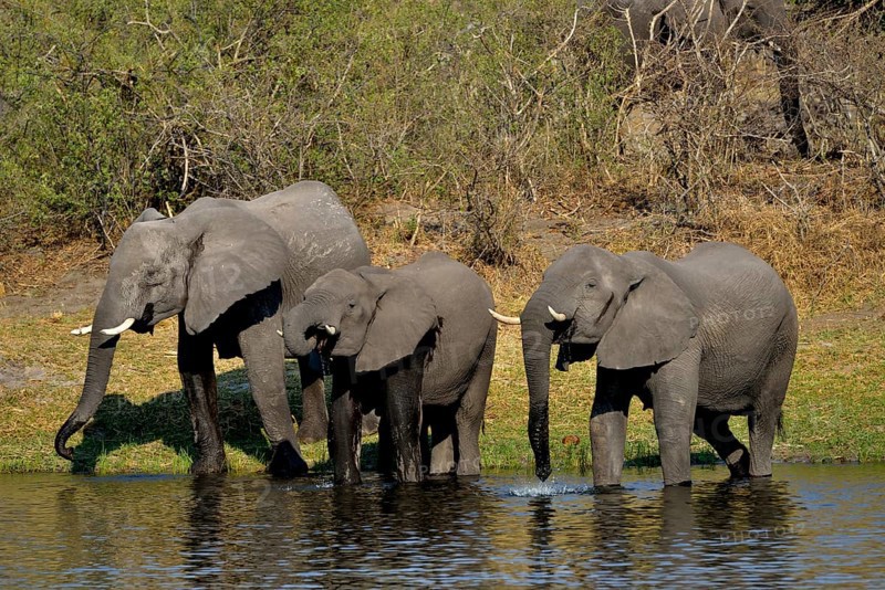 Elephant (Loxodonta africana) drinking at the Cuando River, Bwabwata National Park, Zambezi Region, Caprivi Strip, Namibia, Africa