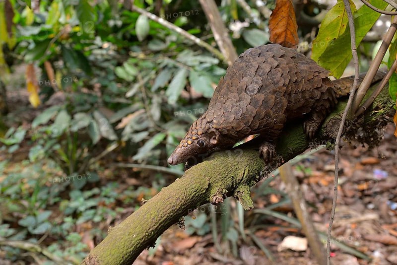 Long-tailed pangolin (Phataginus tetradactyla), Mangamba, Littoral Province, Cameroon, Africa