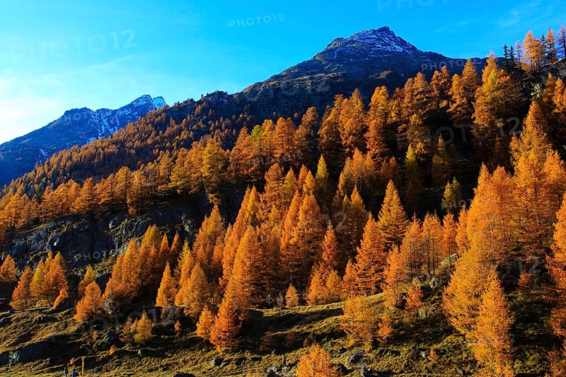 Lötschental, larch forest, Valais, Switzerland, Europe