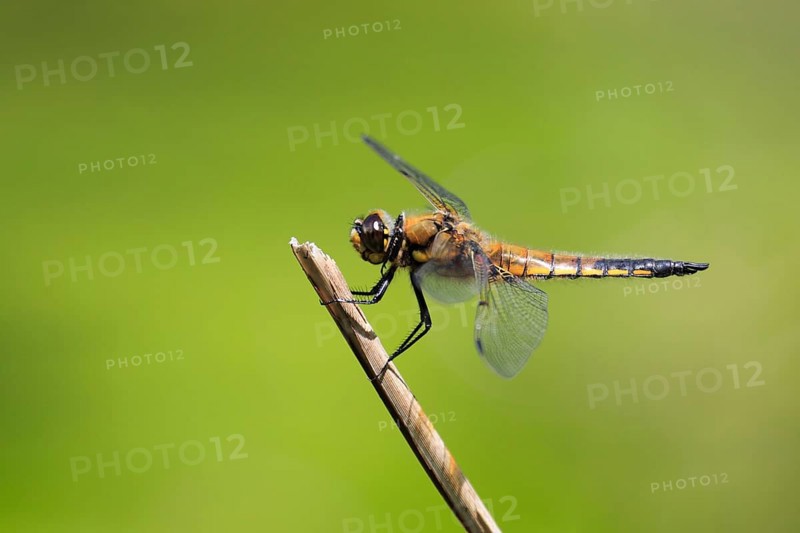 Four-spotted chaserige Libellula ( Libellula quadrimaculata) , Switzerland, Europe