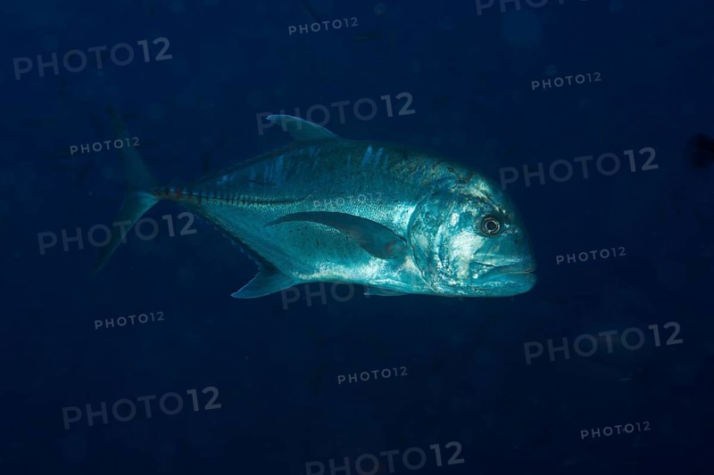 Thickhead spiny mackerel Caranx ignobilis.Mimaropa, Philippines, Asia, Balnek, Busuanga, Calamian Islands, Palawan, Mimaropa, Philippines, Asia