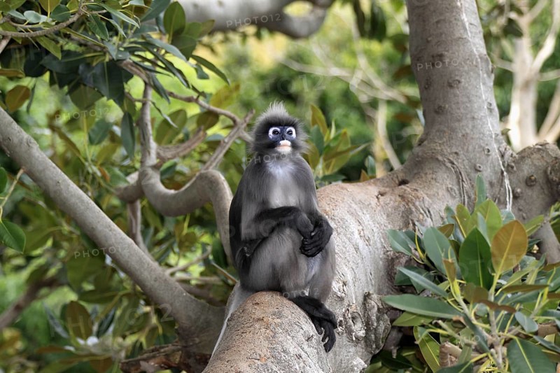 Dusky Leaf Monkey (Trachypithecus obscurus), male (Presbytis obscurus)