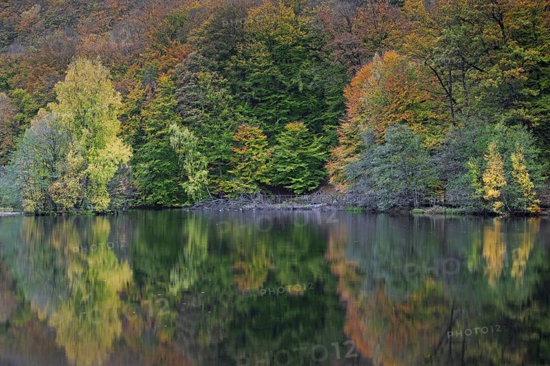 Beech trees showing autumn colours along pond in the Söderåsen National Park, Skåne, Scania, southern Sweden, Scandinavia