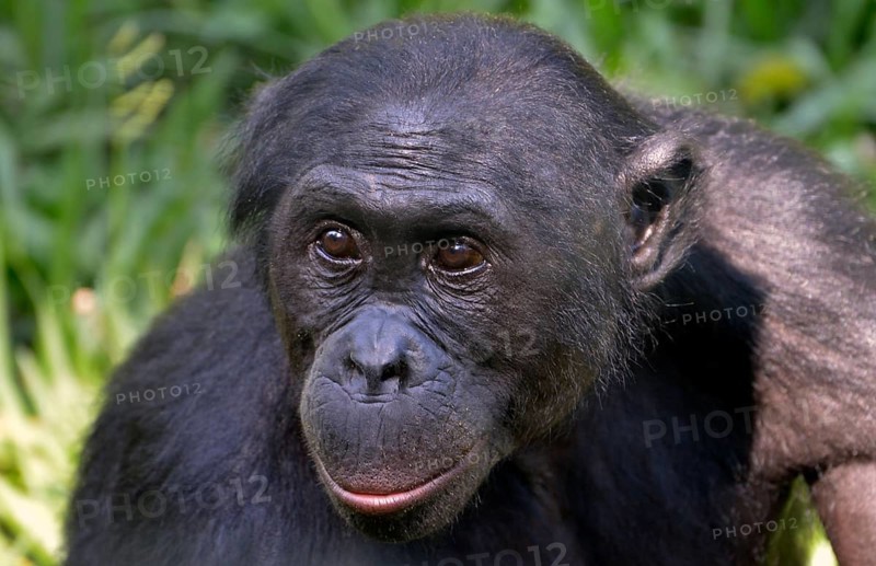 Bonobo (Pan paniscus), portrait, Lola ya Bonobo Sanctuary, Kimwenza, Mont Ngafula, Kinshasa, Democratic Republic of the Congo