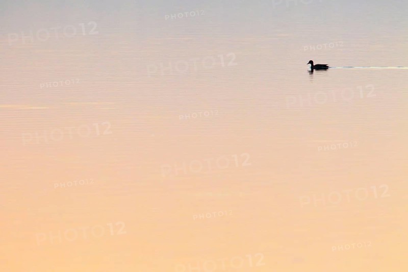 Mallard ( Anas platyrhynchos) , Greifensee, Switzerland, Europe