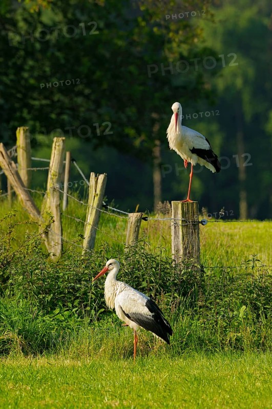 White storks, Dingdener Heide nature reserve, North Rhine-Westphalia, Germany, Europe