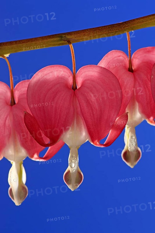 Bleeding heart (Lamprocapnos (Lamprocapnos spectabilis) (Dicentra spectabilis) spectabilis)