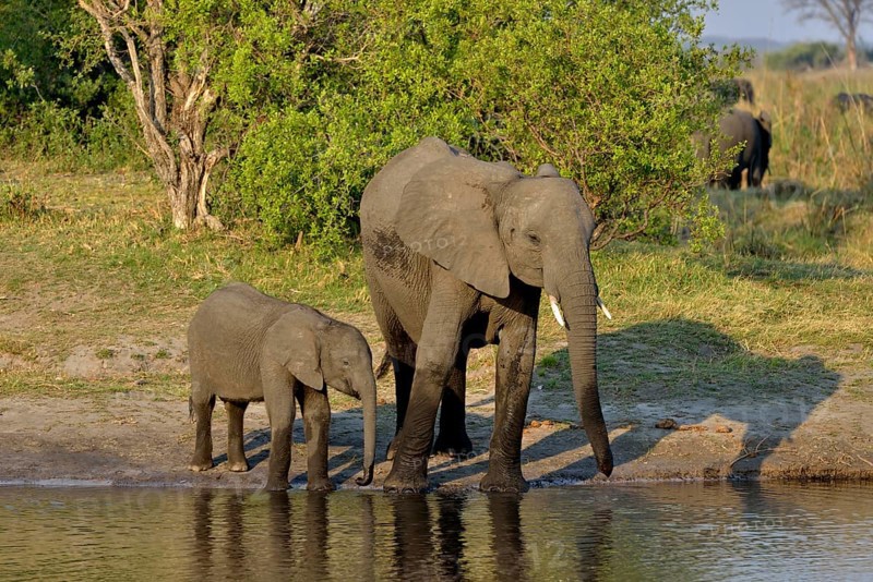 Elephant (Loxodonta africana) with calf on the Cuando River, Bwabwata National Park, Zambezi Region, Caprivi Strip, Namibia, Africa