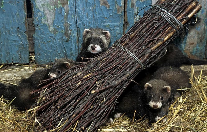 Young European polecats (Mustela putorius) hiding behind faggot of wood in barn among hay, Belgium, Europe