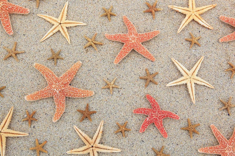 Starfish, starfish