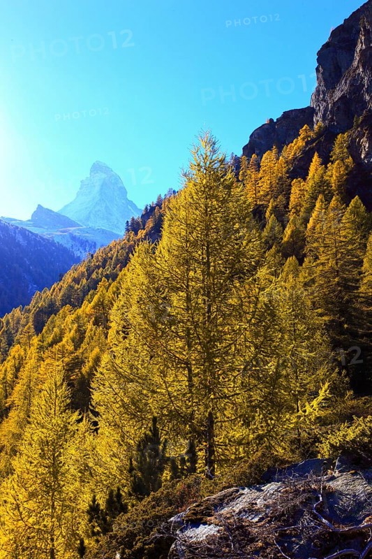 Larch forest , Larch, Matterhorn, Valais, Switzerland, Europe