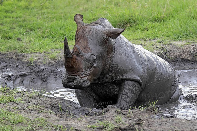 White rhinoceros (Ceratotherium simum) taking a mud bath, Sabi Sabi Game Reserve, Kruger National Park, South Africa, Africa