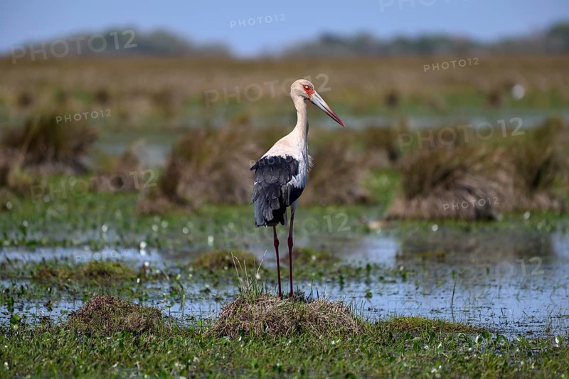 Maguari stork (Ciconia maguari), Cambyretá, Esteros del Iberá, Corrientes Province, Argentina, South America