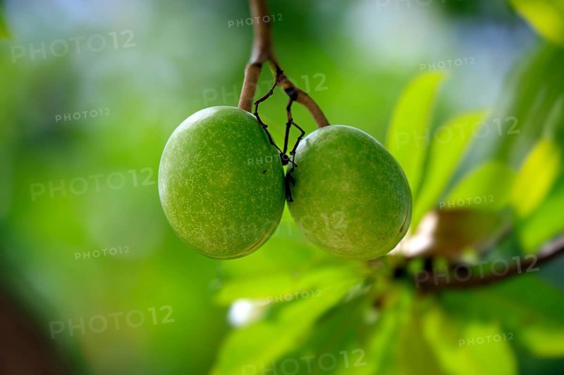 Pong Pong, Kota Kinabalu, Sabah, Borneo, Malaysia (Cerbera odollam)