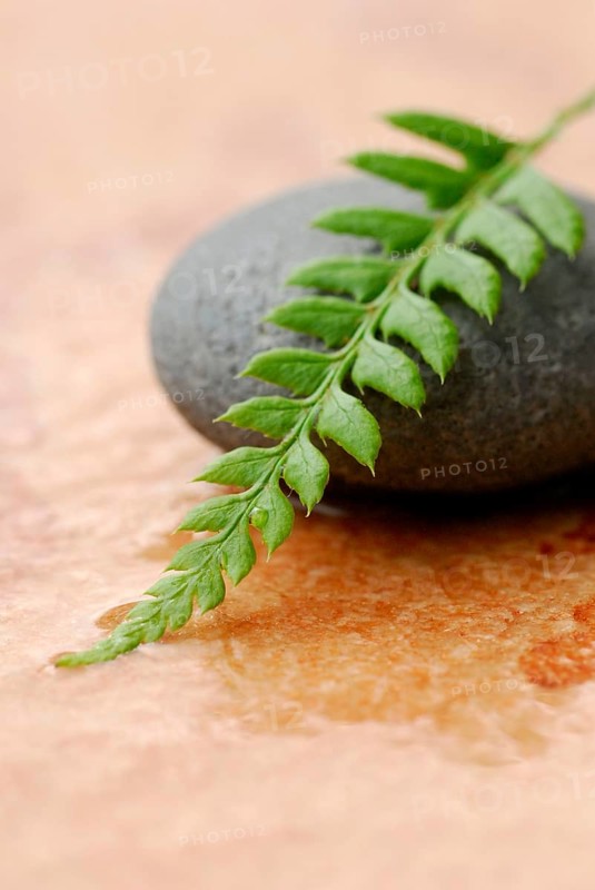 Stone and fern leaf
