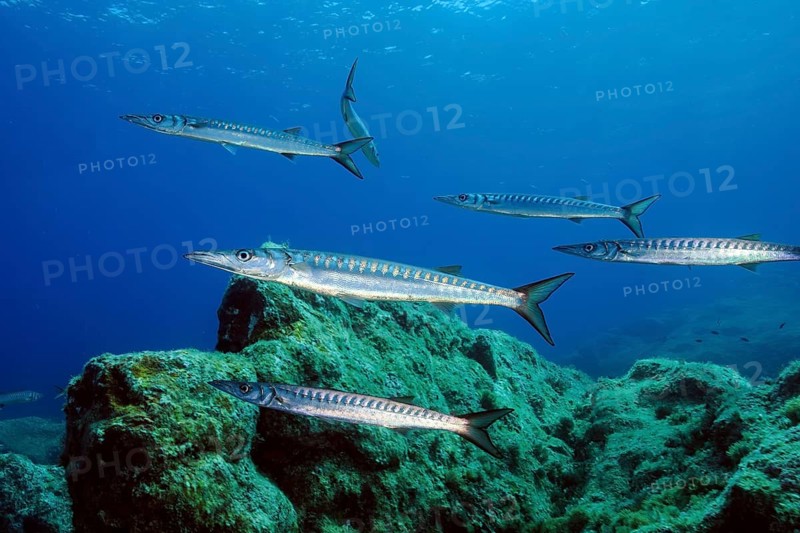 Small school of European barracuda (Sphyraena sphyraena) in marine protected area Area Marina Protetta Isola dell Asinara, Mediterranean Sea, Asinara Island, Sardinia, Italy, Europe