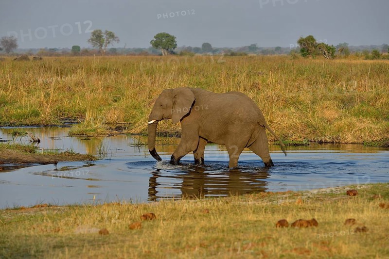 Elephant (Loxodonta africana) in the Cuando River, Bwabwata National Park, Zambezi Region, Caprivi Strip, Namibia, Africa