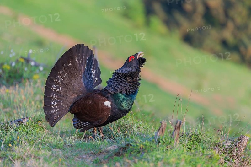 Western capercaillie (Tetrao urogallus) courting, Kalkalpen National Park, Upper Austria, Austria, Europe