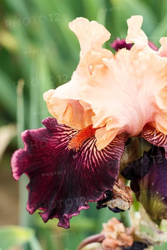 Beautiful multicolored iris flower bloom in the garden. Close up, fragility and summer concept